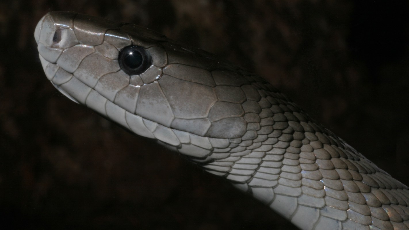 A black mamba.