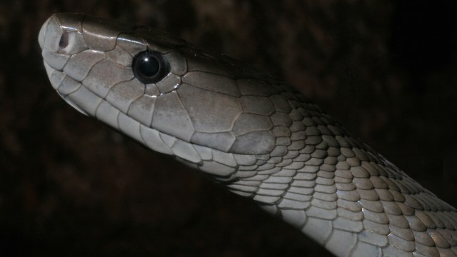 A black mamba.