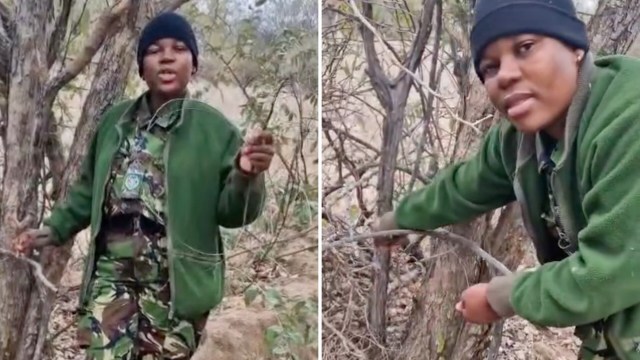 A member of an anti-poaching group untangling a snake snare from a branch.
