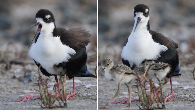 A black and white bird standing protectively over its chicks.
