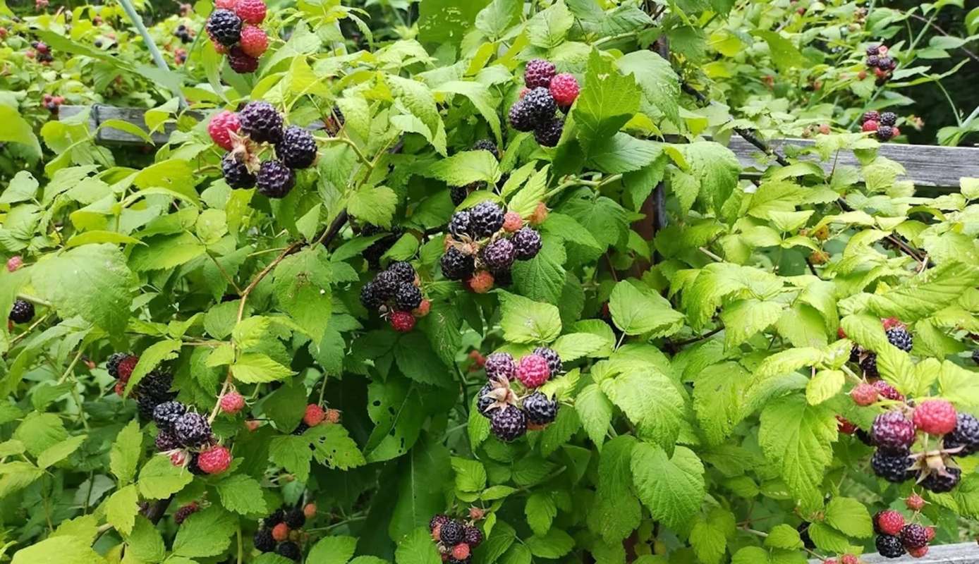 A close-up of raspberry and blackberry plants with ripe and unripe fruit among green leaves.