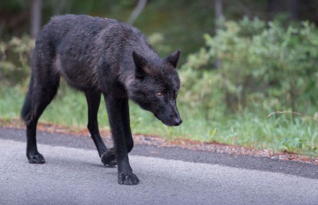 A black wolf.