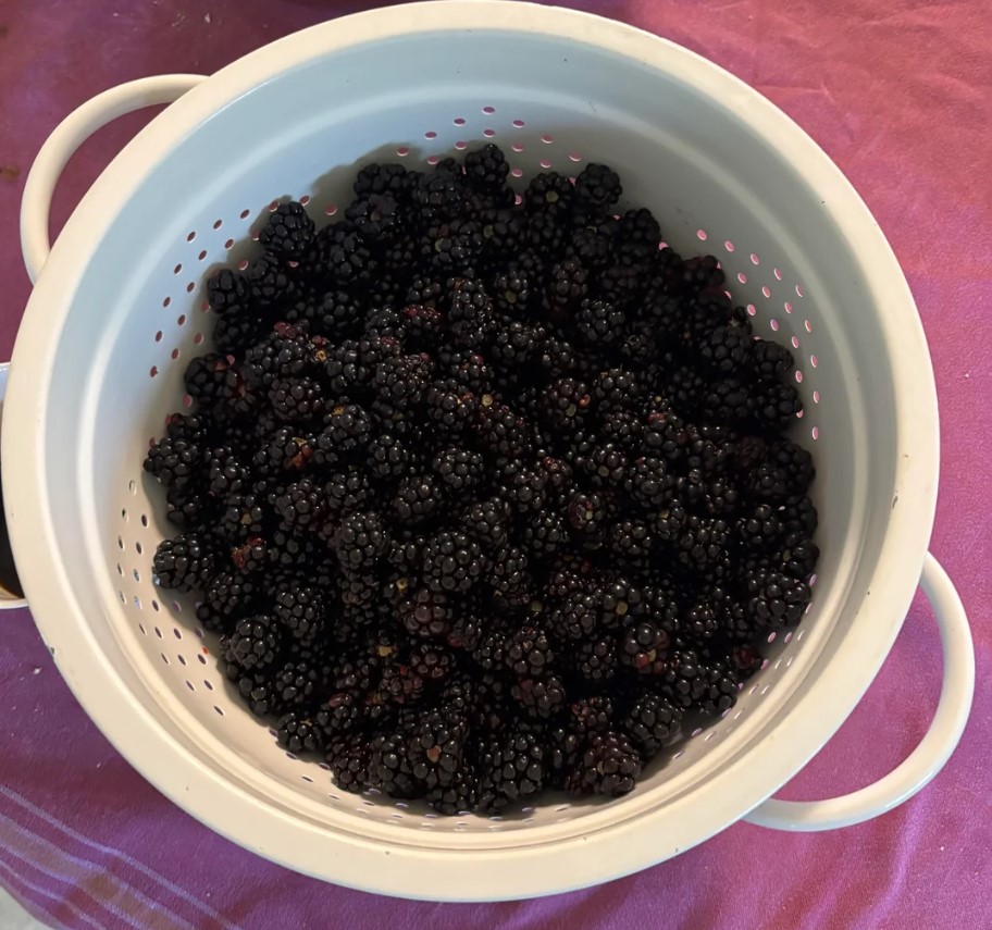 A strainer with fresh blackberries.