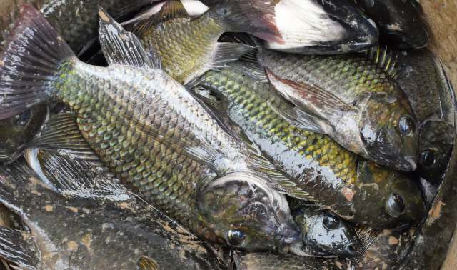 A close-up of blackchin tilapia piled together, showing their shiny scales and varying colors.