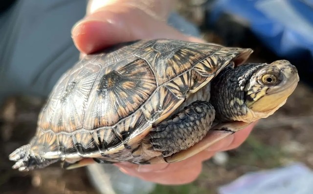 A person holds a small turtle with a patterned shell in their hand outdoors.