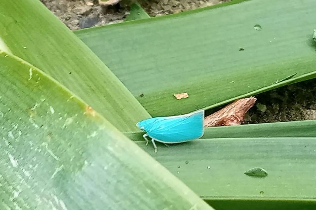 A blue leaf bug.