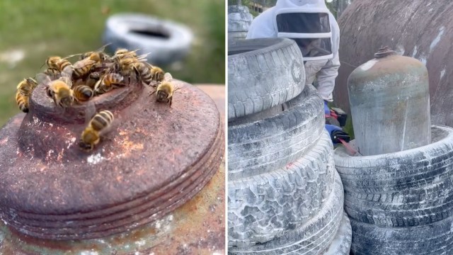 Bees on a propane cylinder and old tires.