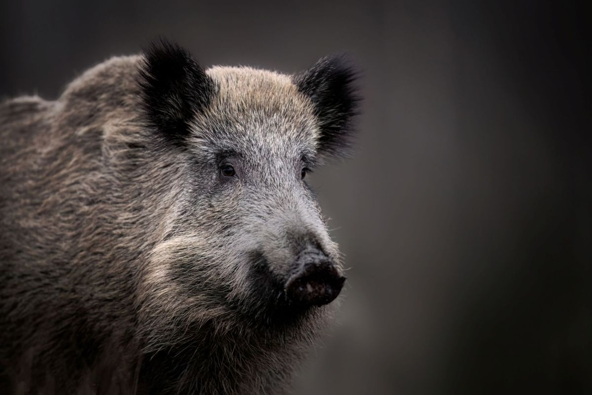 A wild boar.