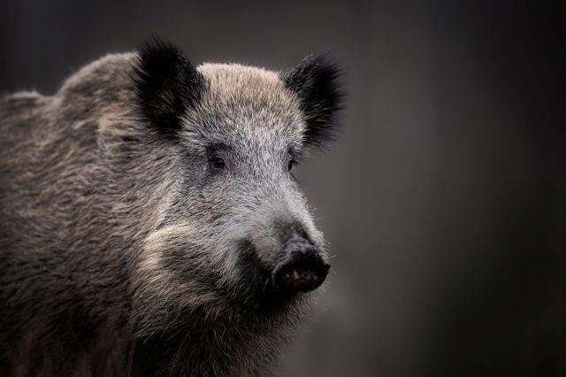 A wild boar.