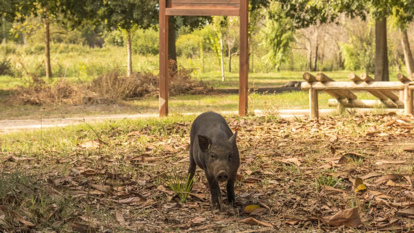 A feral pig walks on the ground scattered with leaves in a park setting.