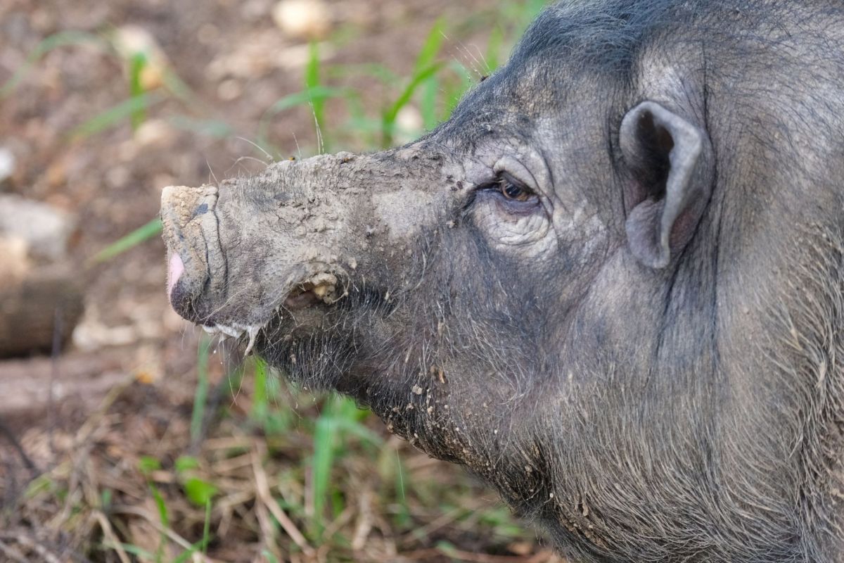 A wild boar.