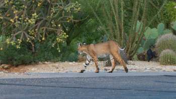 A bobcat on a road, with cactuses and desert plant life in the background.