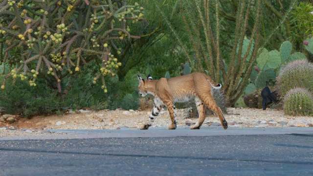 A bobcat on a road, with cactuses and desert plant life in the background.