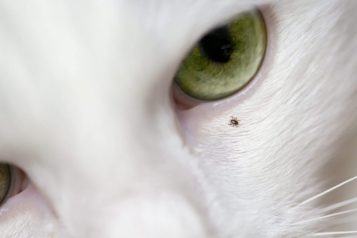 A close-up of a cat's face with a tick near its eye.