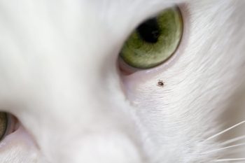 A close-up of a cat's face with a tick near its eye.