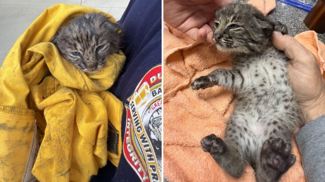 A small, spotted kitten wrapped in a yellow cloth and held by a person.