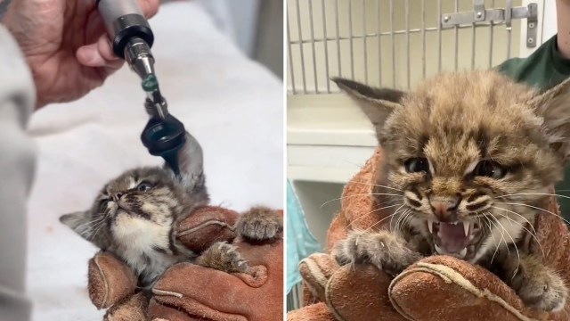 A bobcat kitten is being examined by a veterinarian while being held in a pair of gloves, then growls at the camera.