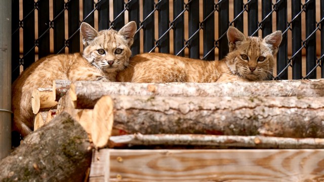 Two bobcats resting on a stack of logs inside their enclosure, with a black metal fence in the background.