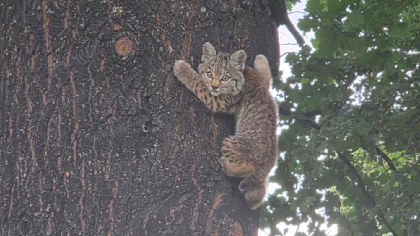 A young bobcat clings to the side of a tree.