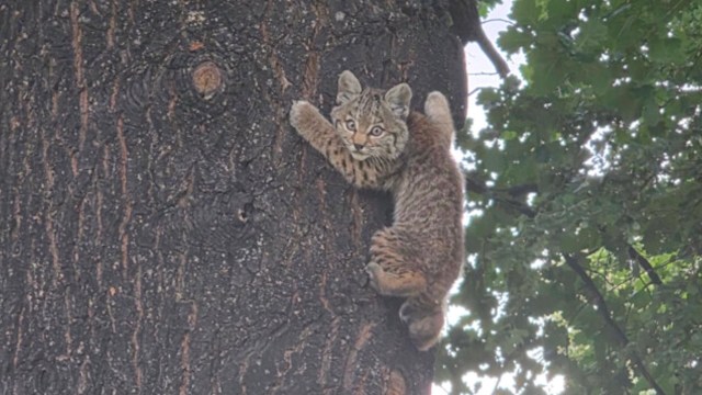 A young bobcat clings to the side of a tree.