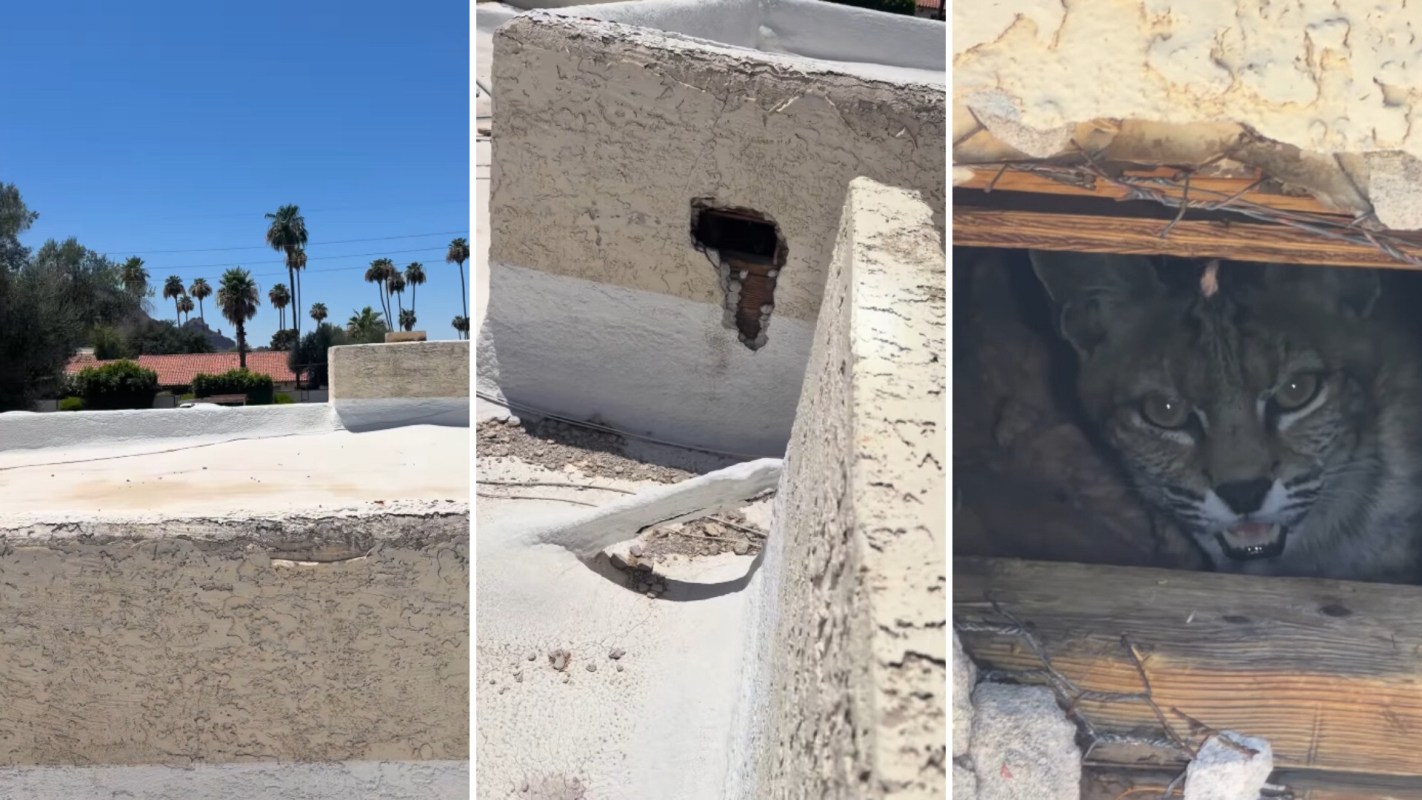 A bobcat peers out from a hole in a wall at a suburban location with palm trees in the background.
