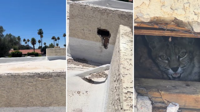 A bobcat peers out from a hole in a wall at a suburban location with palm trees in the background.
