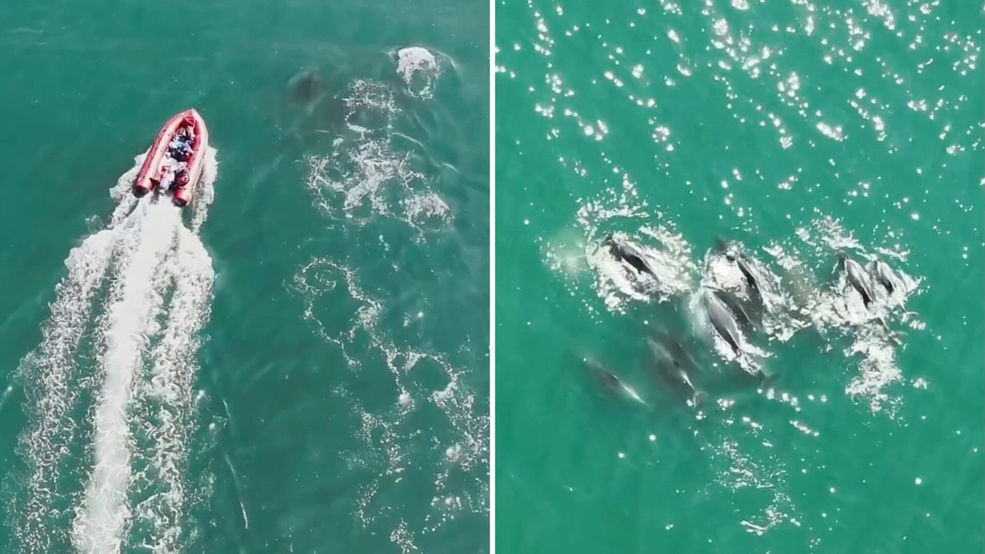 Aerial view of a red boat on turquoise water with dolphins swimming closely nearby.