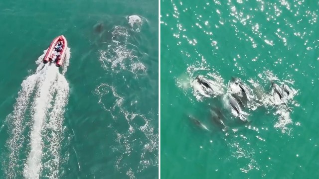 Aerial view of a red boat on turquoise water with dolphins swimming closely nearby.