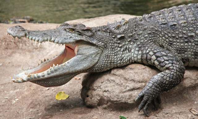 A crocodile in a zoo resting on a rock with its mouth wide open, revealing sharp teeth.