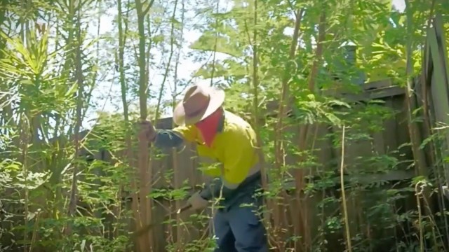 A person in a yellow shirt and hat is hacking away at a tree with a machete in a dense forest.