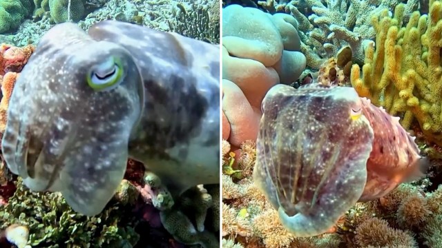 Two close-up shots of a colorful cuttlefish swimming near vibrant coral reefs.