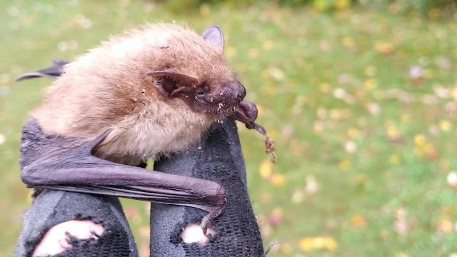 A bat perched on a gloved hand.