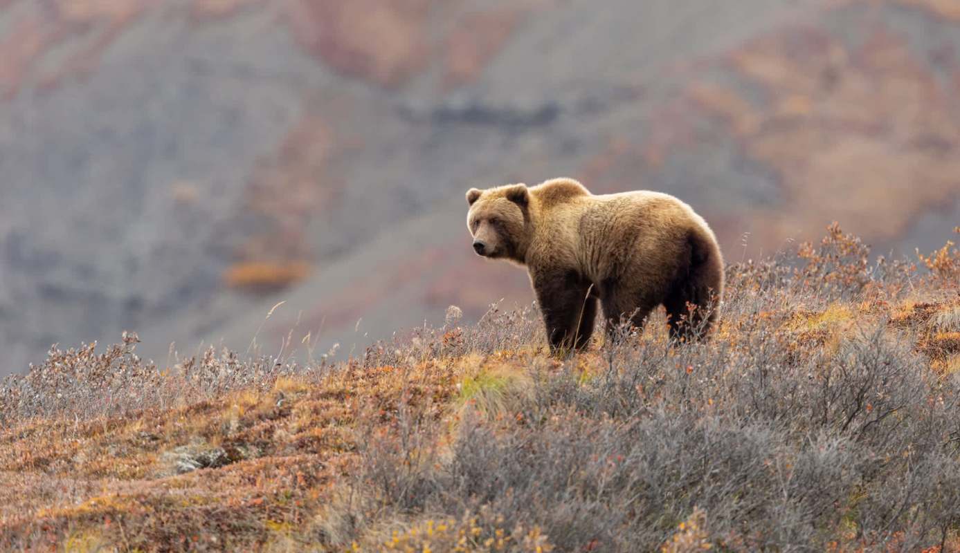 A brown bear stands in a field of autumn vegetation, with mountains blurred in the background.