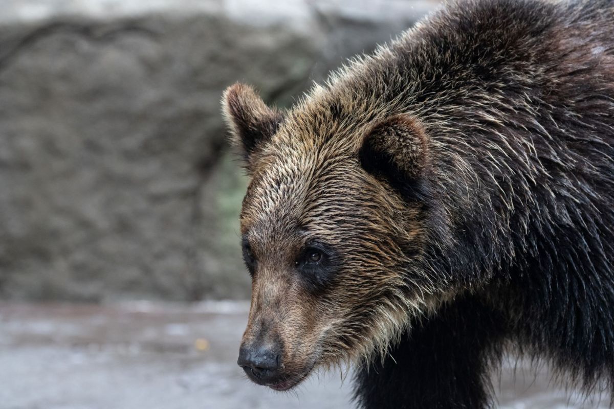 A brown bear with wet fur.