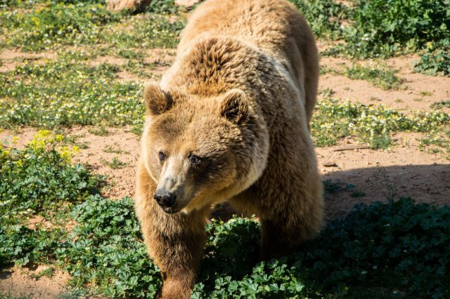 A brown bear walks through a grassy area dotted with small wildflowers.