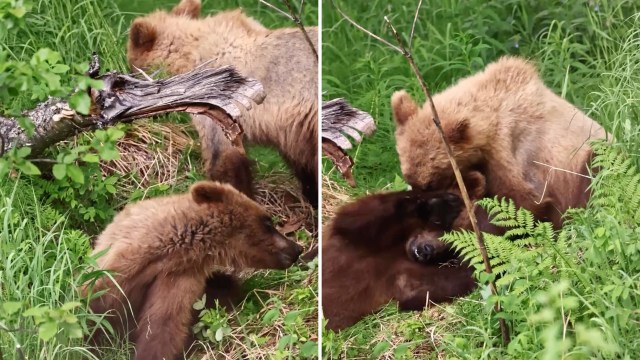 Two bear cubs tumble around together.