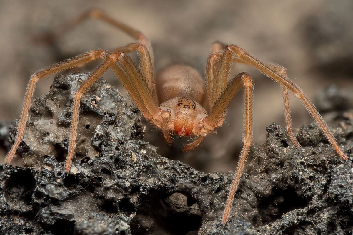 A brown recluse spider.