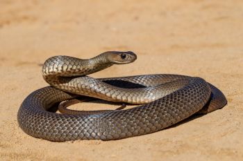 An Eastern brown snake.