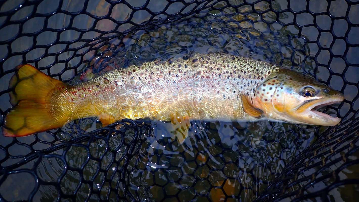 A brown trout in a net.