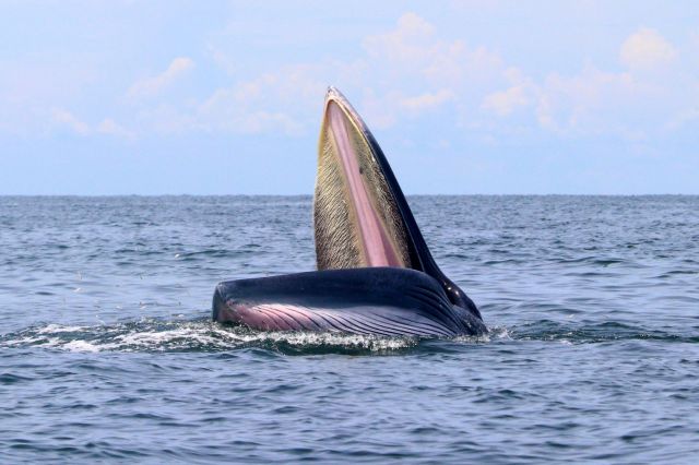 A Bryde's whale with its large mouth open.