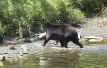 A bear walking along the shore carrying a large salmon in its mouth amid lush greenery.
