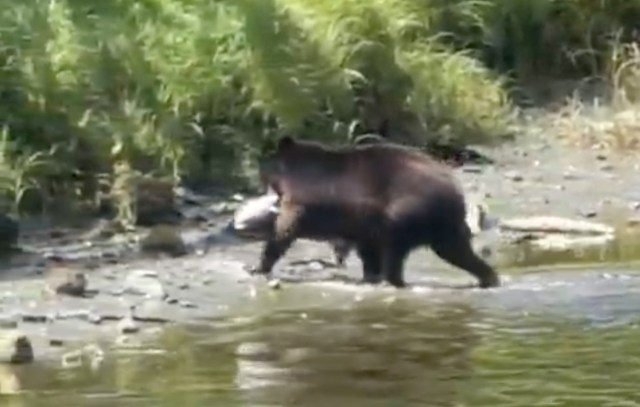A bear walking along the shore carrying a large salmon in its mouth amid lush greenery.