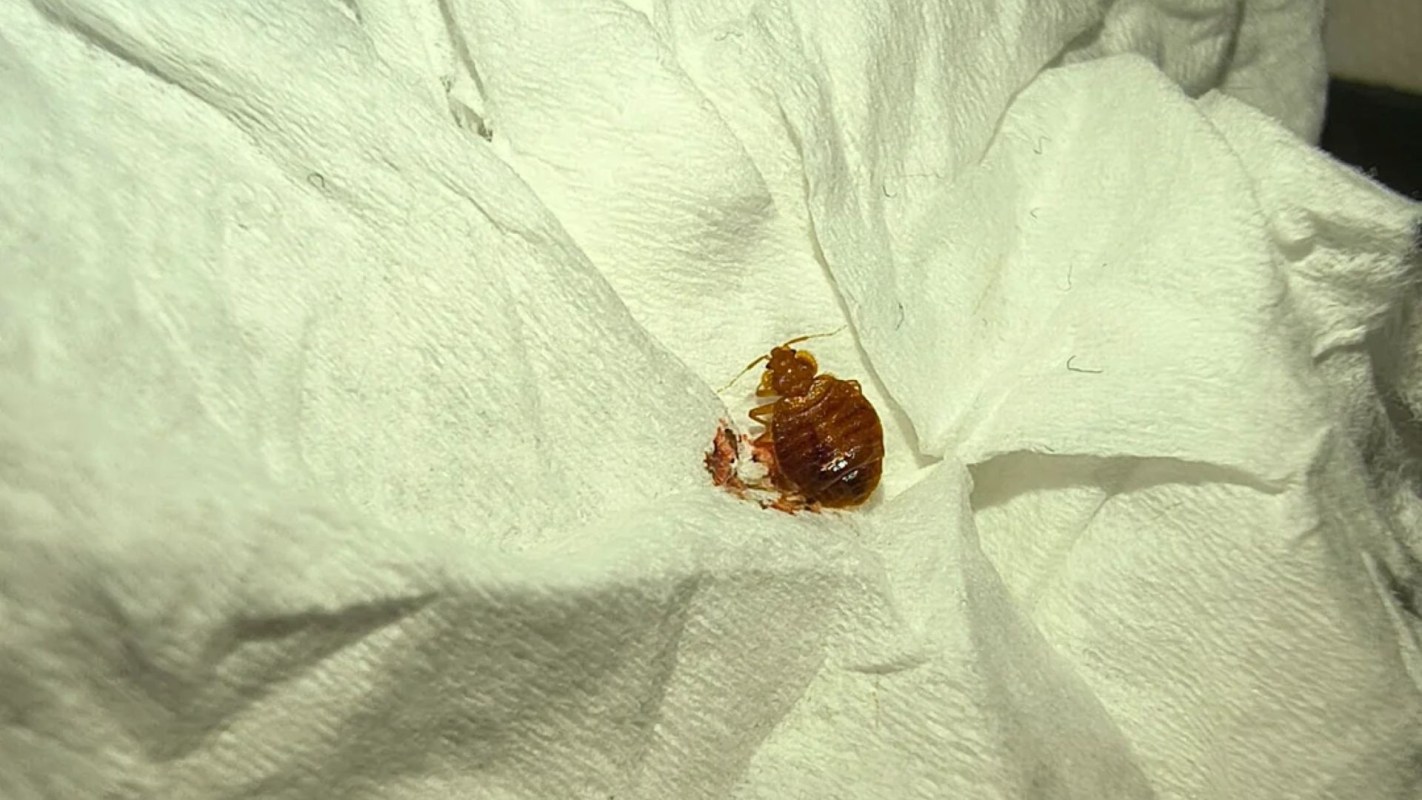 A bedbug on a blanket.