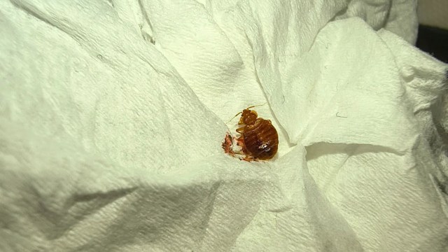A bedbug on a blanket.