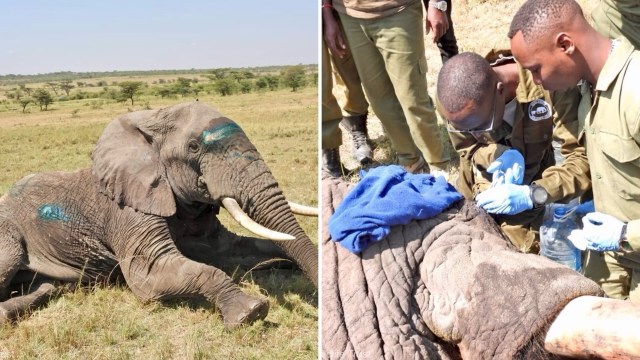 An elephant lying on the ground as veterinarians attend to it.