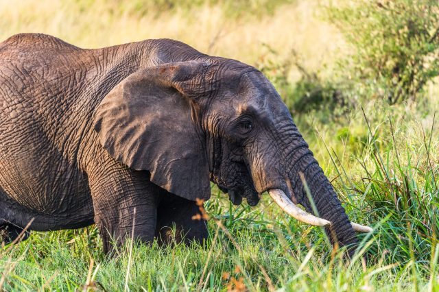 An African elephant grazing on lush green grass in a natural setting.