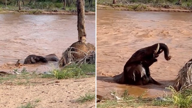 An elephant splashes in a muddy river, enjoying the water while surrounded by lush greenery.