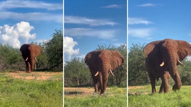 A bull elephant.