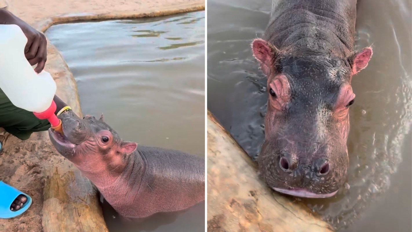 A hippo being fed.