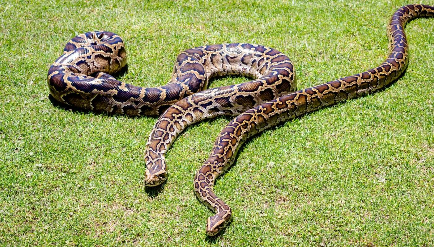 Two large pythons sprawled across lush green grass, showcasing their distinctive patterned skin.